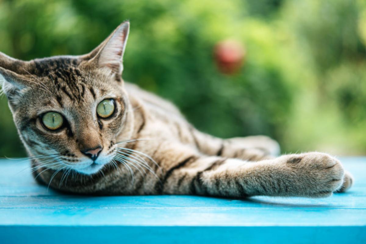 I gatti vedono i colori?