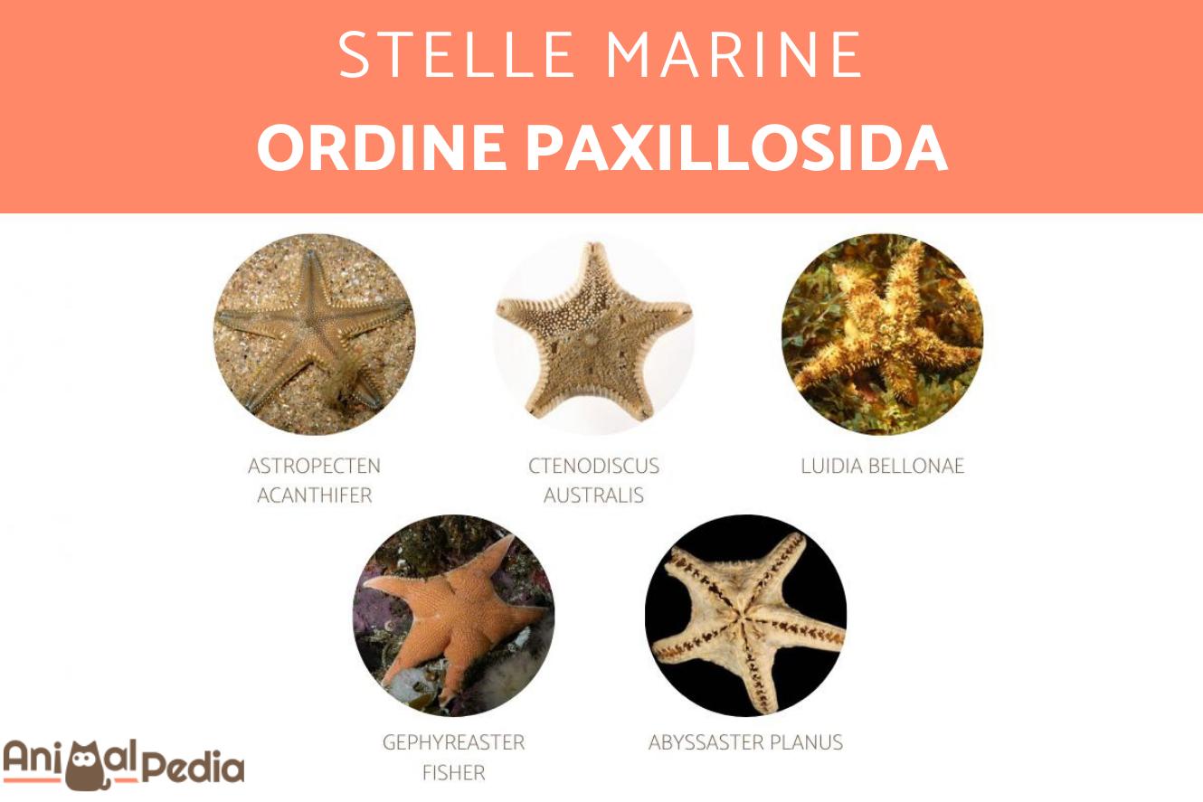 +40 Tipi di stelle marine