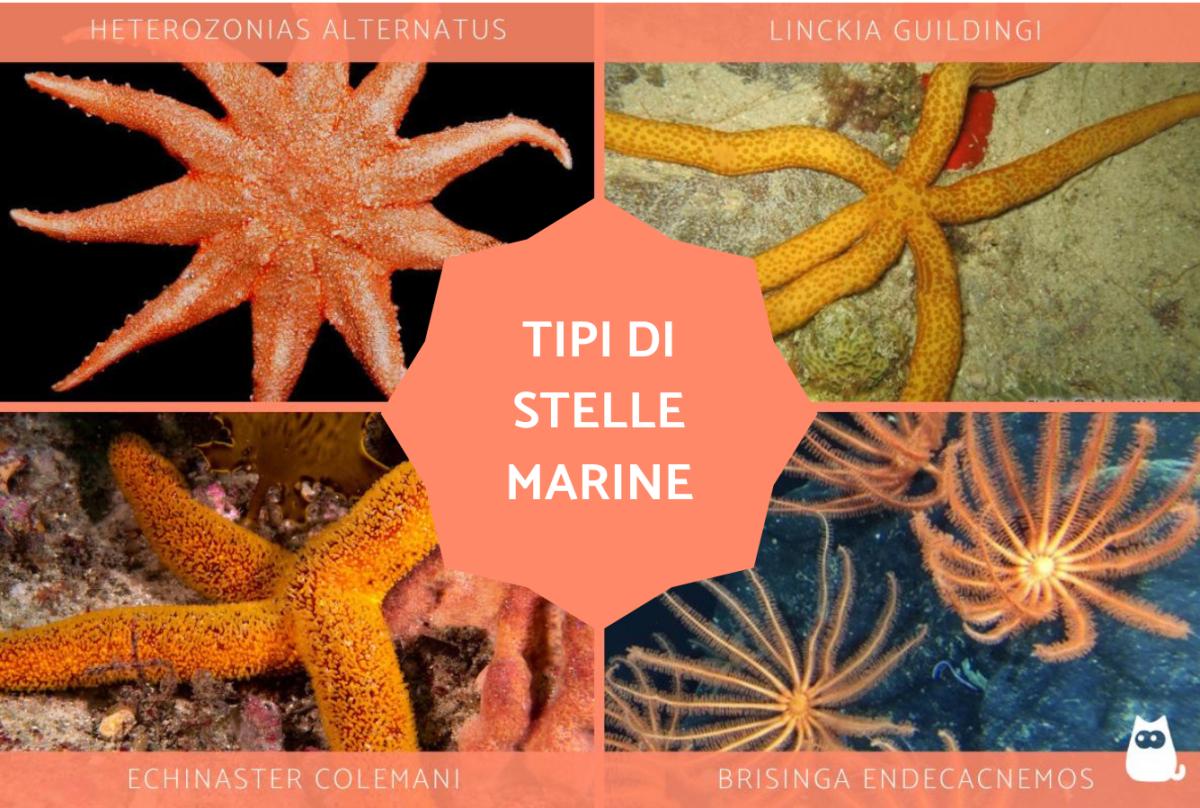 Tipi di stelle marine