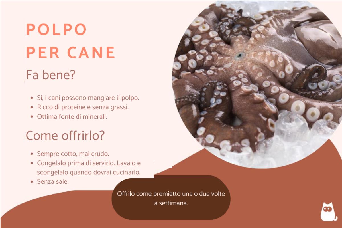 I cani possono mangiare il polpo?