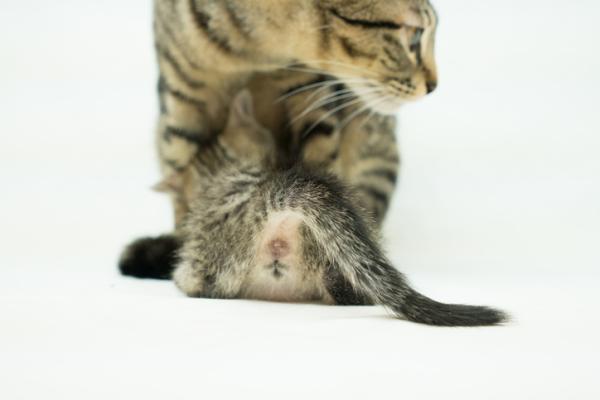 Infiammazione anale gatto: sintomi e trattamento