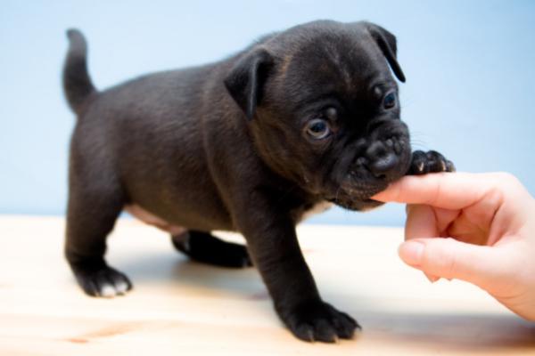 Come insegnare a un cucciolo a non mordere