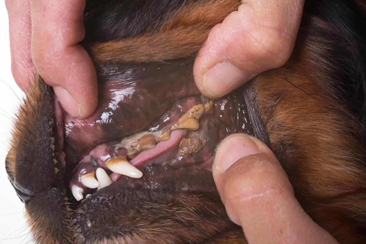 Parodontite nel cane: Sintomi, cause e trattamento