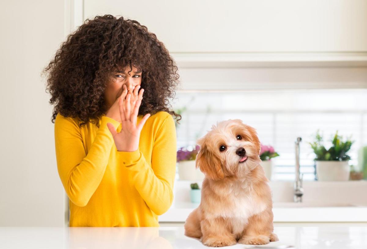 Puzza di cane in casa: come fare