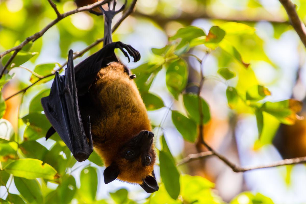 I pipistrelli sono ciechi?