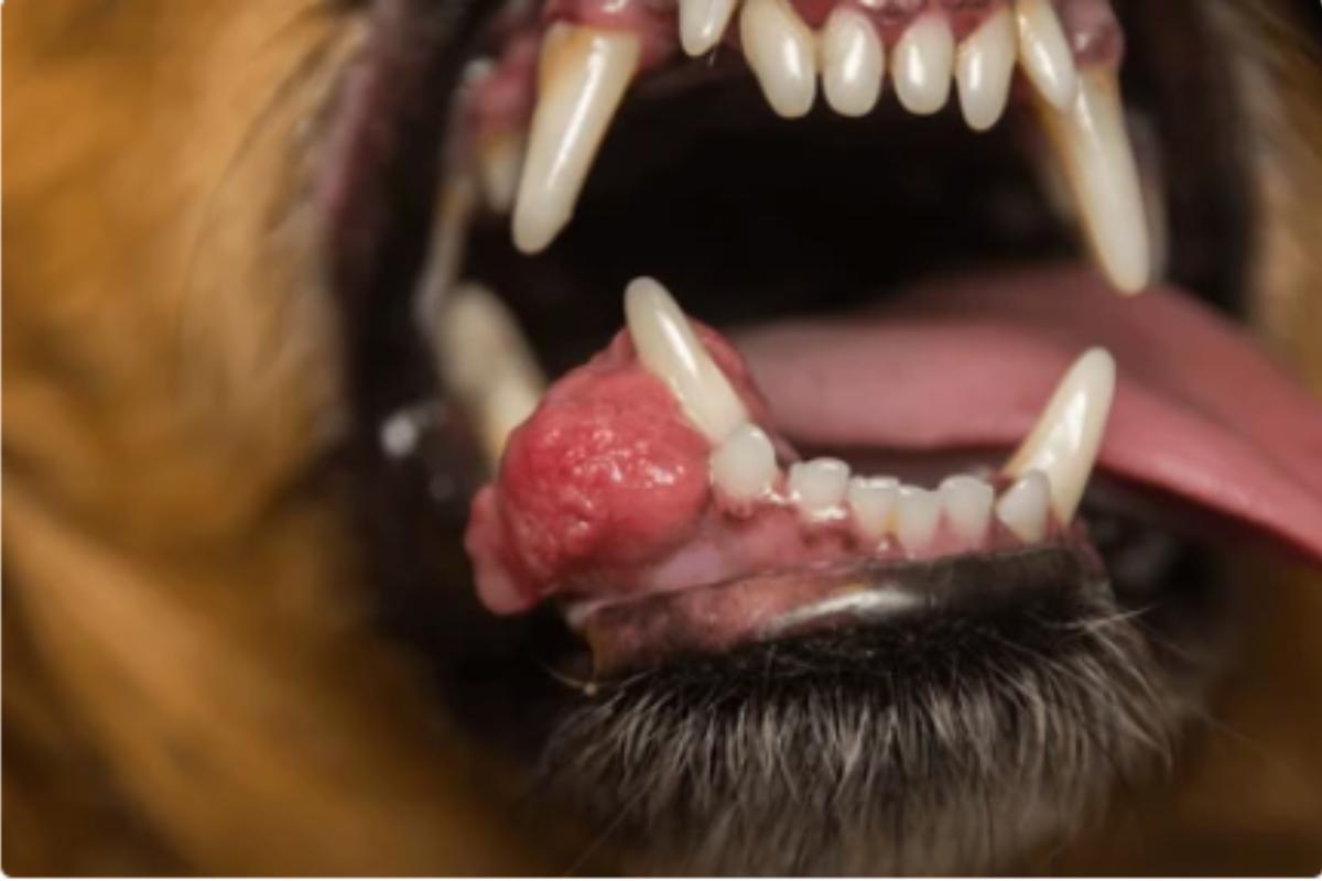 Epulide nel cane: sintomi, cure e rimedi naturali