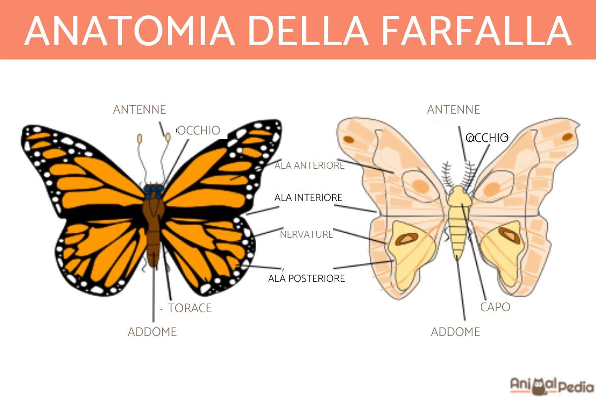 Le parti del corpo della farfalla