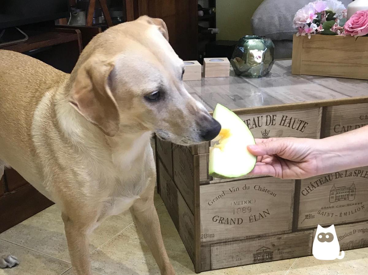 I cani possono mangiare il melone?