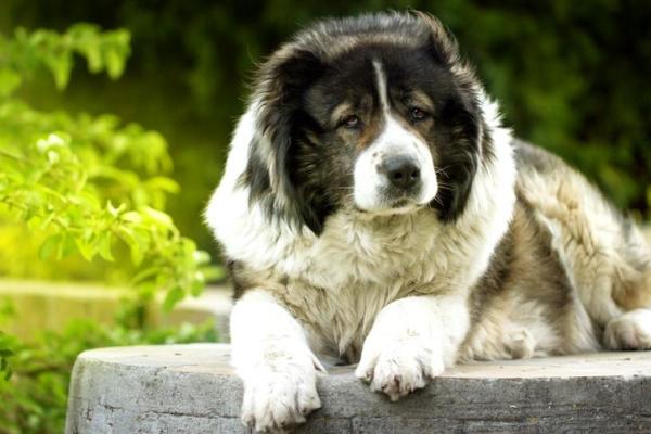 Le razze di cani più grandi al mondo - 10. Cane da pastore del Caucaso