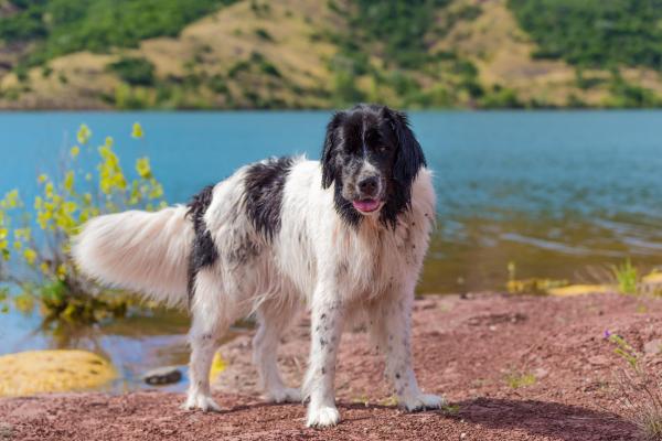 Le razze di cani più grandi al mondo - 11. Landseer