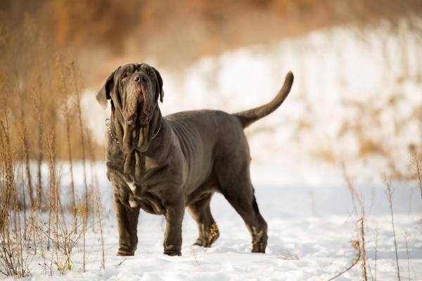 Le razze di cani più grandi al mondo - 12. Mastino napoletano