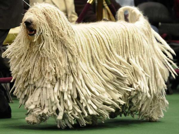 Le razze di cani più grandi al mondo - 13. Komondor