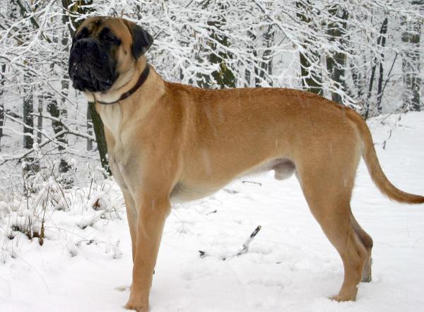 Le razze di cani più grandi al mondo - 14. Bullmastiff