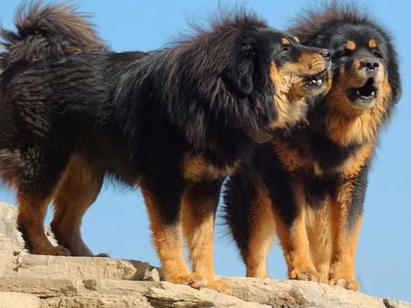 Le razze di cani più grandi al mondo - 15. Mastino tibetano