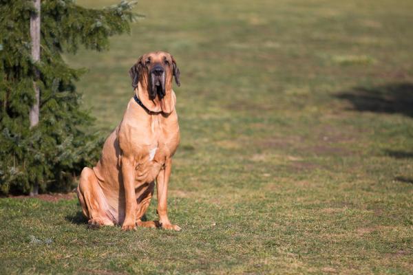 Le razze di cani più grandi al mondo - 16. Fila brasilerio
