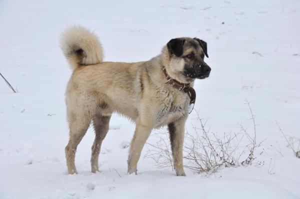Le razze di cani più grandi al mondo - 17. Kangal
