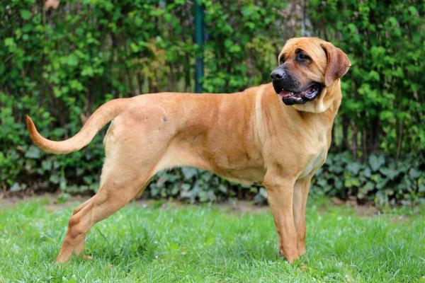 Le razze di cani più grandi al mondo - 18. Tosa inu