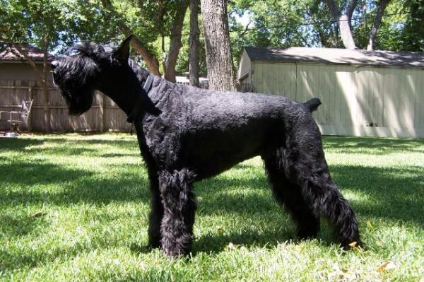 Le razze di cani più grandi al mondo - 19. Schnauzer gigante