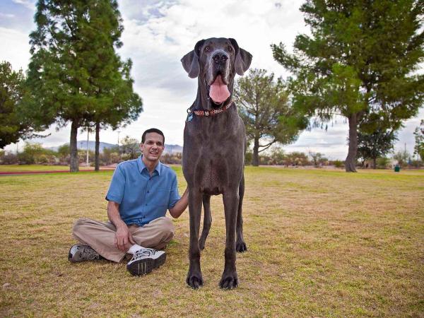Le razze di cani più grandi al mondo - 1. Alano tedesco