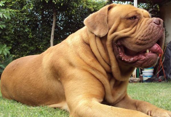 Le razze di cani più grandi al mondo - 20. Dogue de Bordeaux