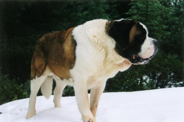 Le razze di cani più grandi al mondo - 2. San Bernardo