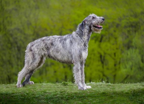 Le razze di cani più grandi al mondo - 3. Levriero irlandese