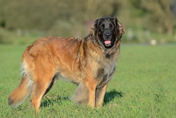 Le razze di cani più grandi al mondo - 4. Leonberger