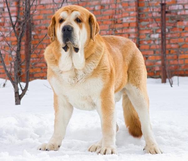 Le razze di cani più grandi al mondo - 5. Mastino spagnolo