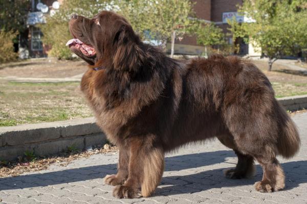 Le razze di cani più grandi al mondo - 6. Terranova