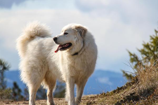 Le razze di cani più grandi al mondo - 7. Cane da montagna dei Pirenei