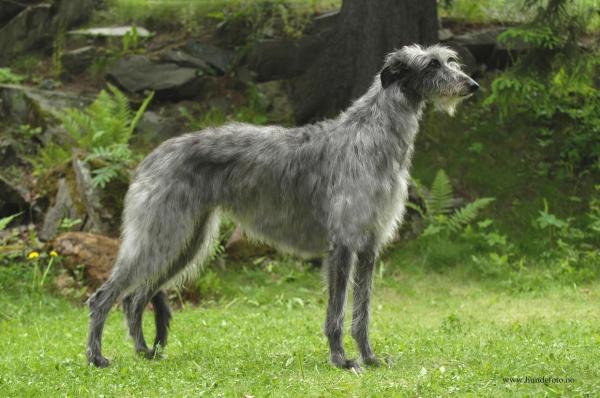 Le razze di cani più grandi al mondo - 8. Levriero scozzese