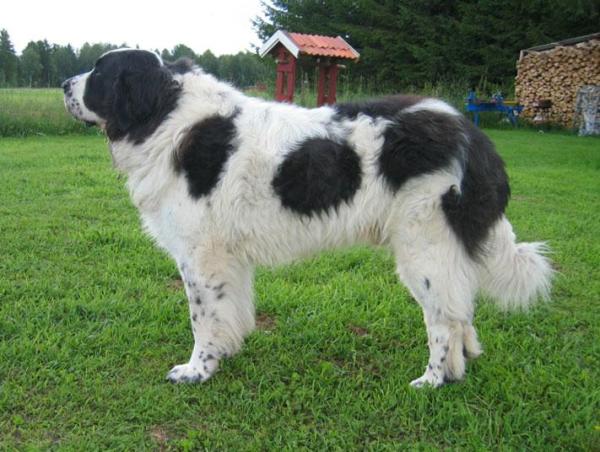 Le razze di cani più grandi al mondo - 9. Mastino dei Pirenei