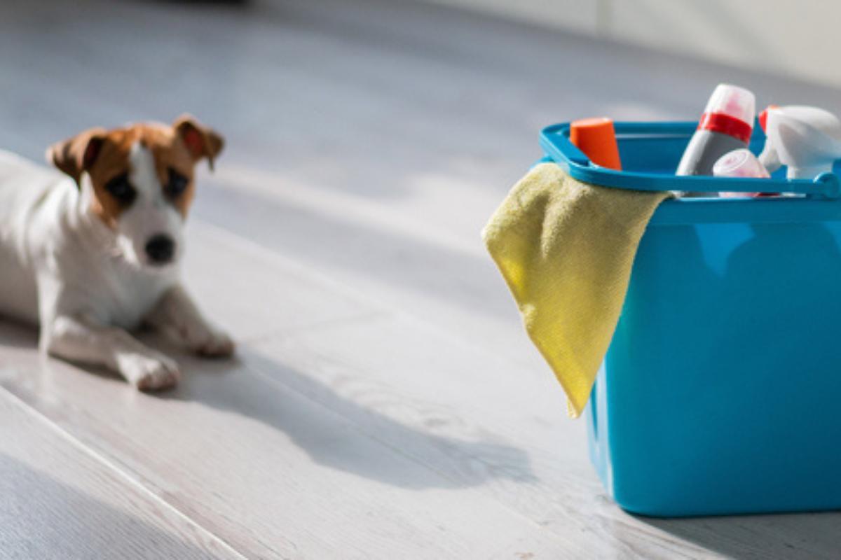 La candeggina fa male ai cani?