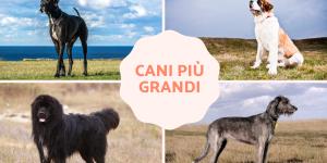 Le razze di cani più grandi al mondo