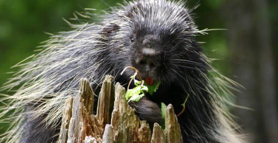 Cosa mangia un porcospino?