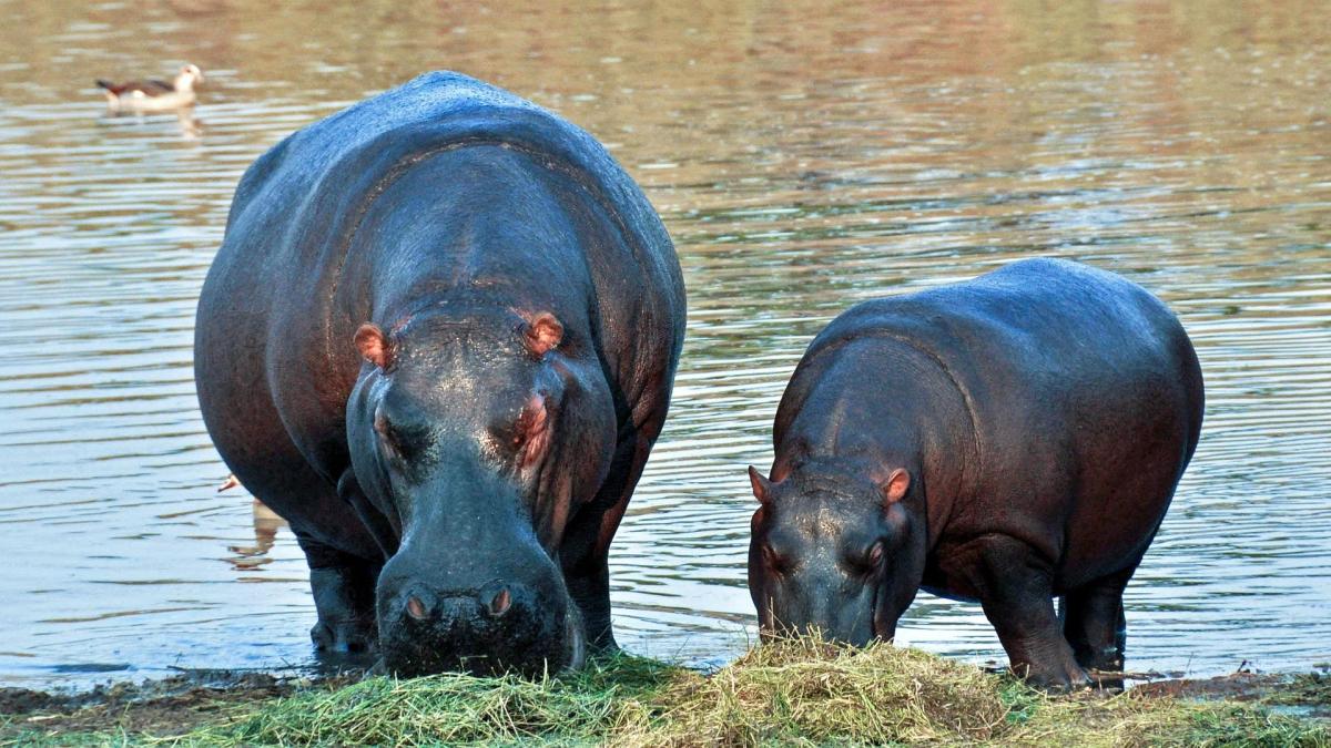 Cosa mangia l'ippopotamo?