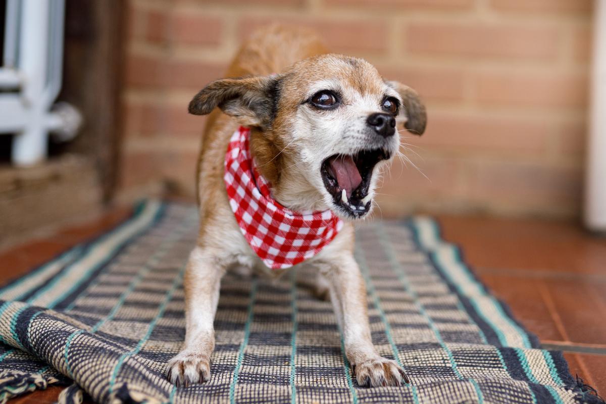 Perché il cane abbaia al padrone