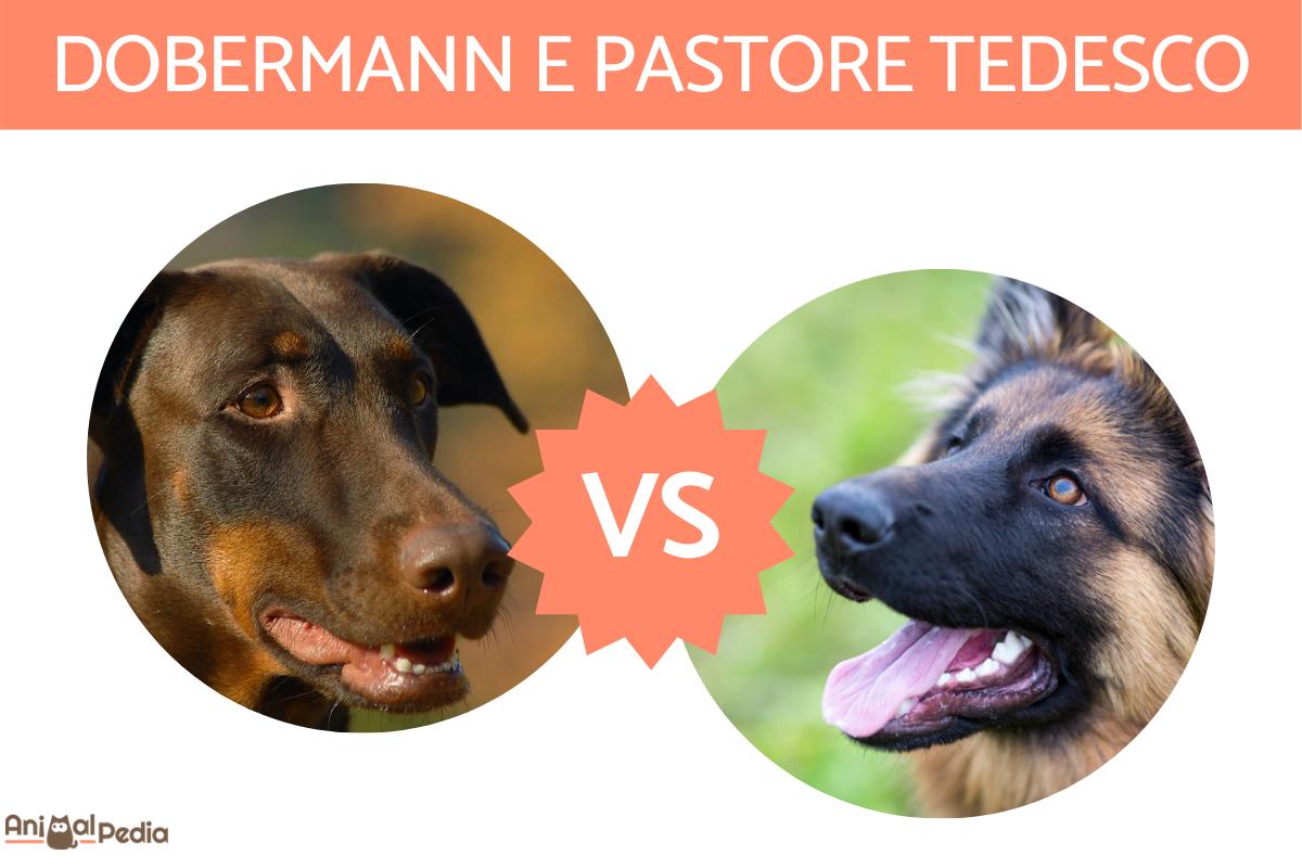 Dobermann VS Pastore Tedesco