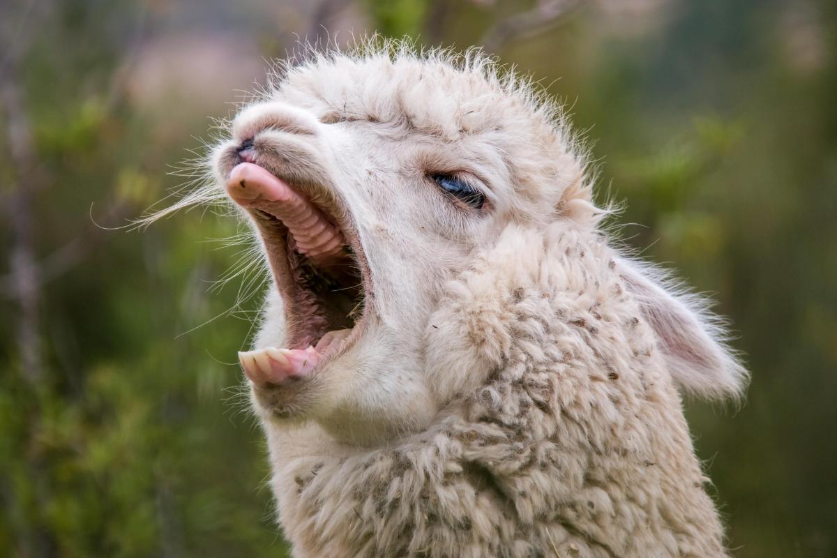 Gli alpaca sputano?
