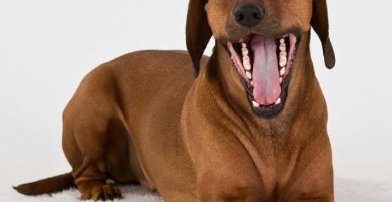 10 sintomi di un cane stressato