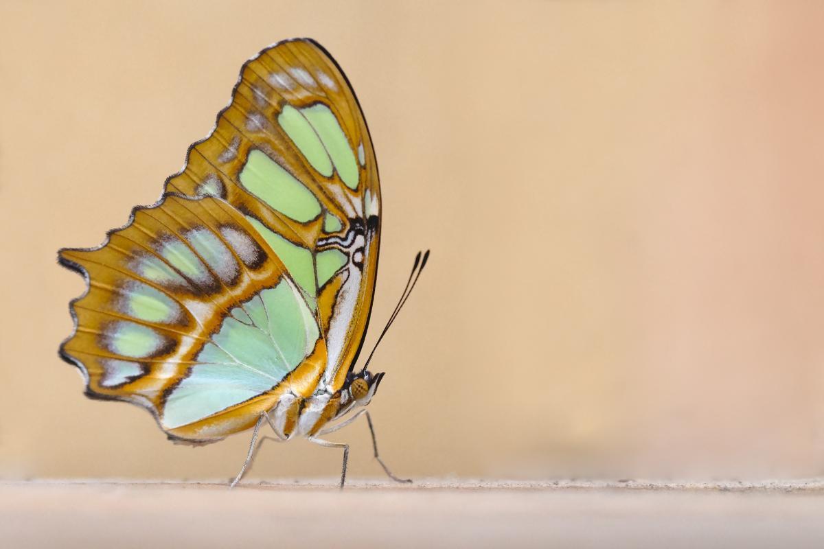 La farfalla è un insetto?