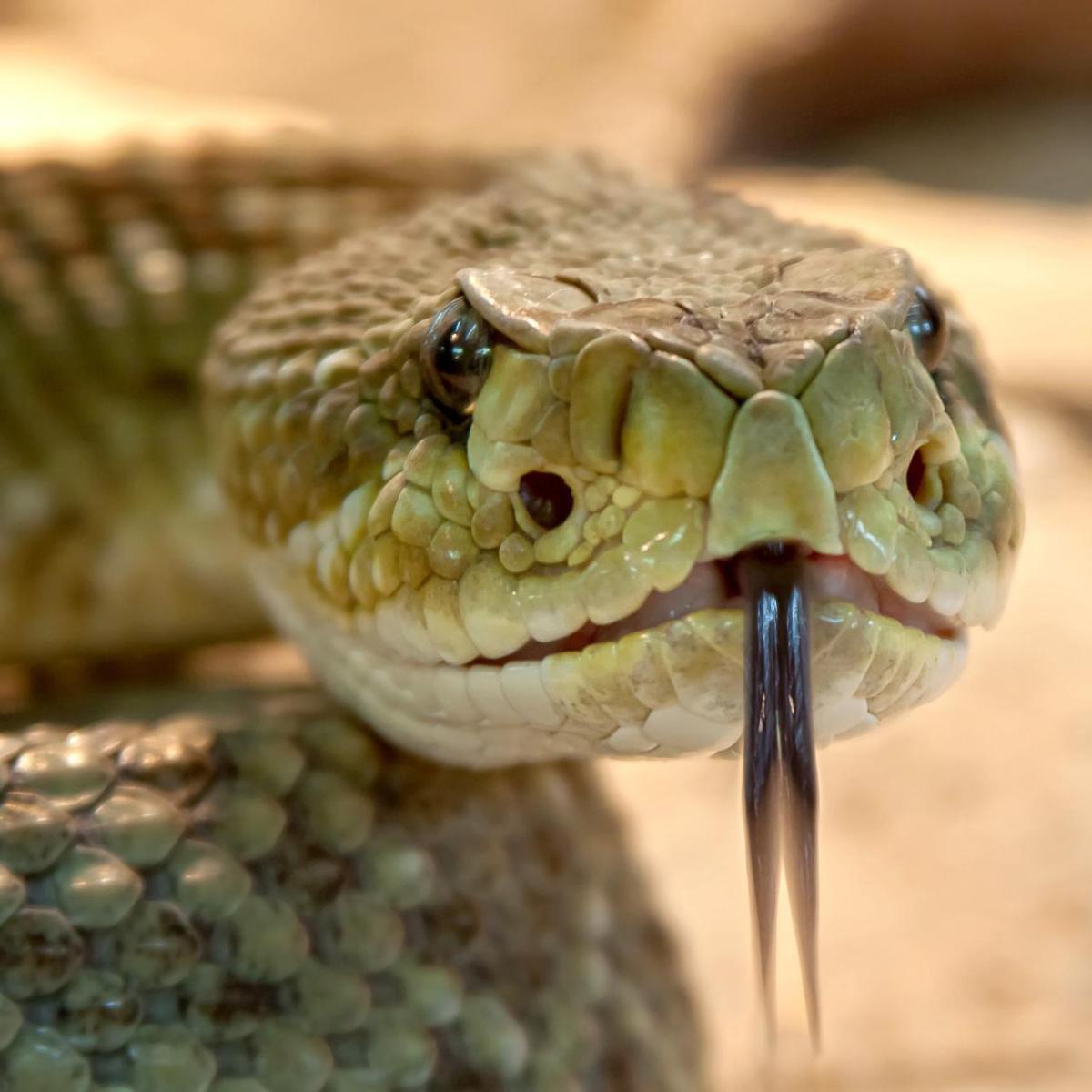 I serpenti come animali domestici