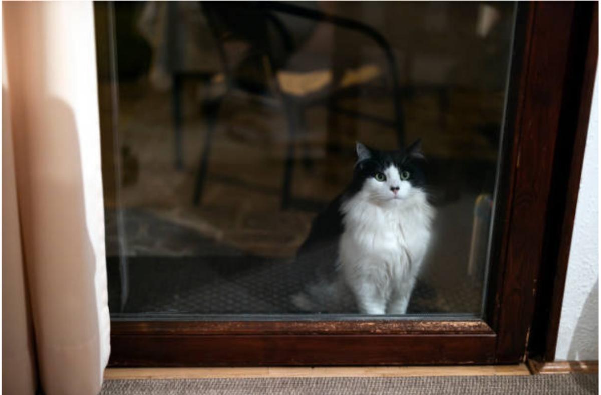 Il gatto miagola sempre davanti la porta: perché e cosa fare