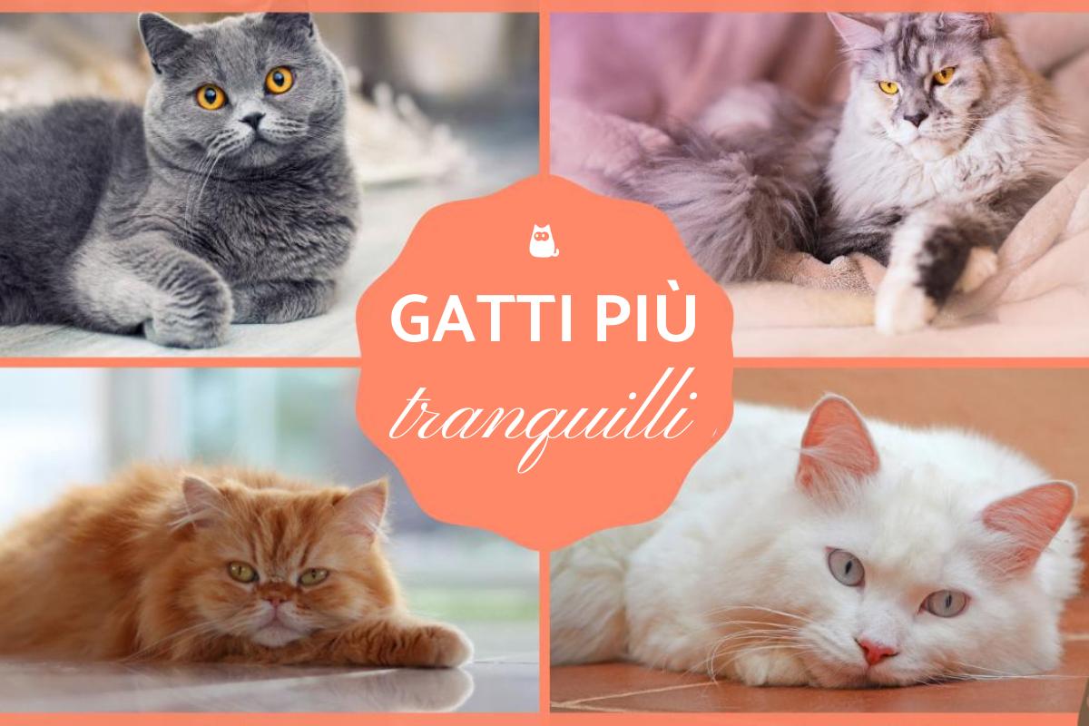 I gatti più tranquilli