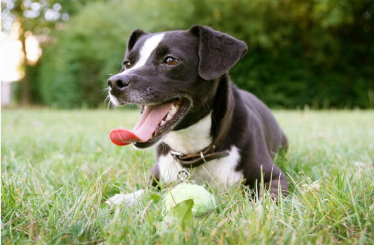 Il cane ha la pancia gonfia e respiro affannoso: cause e cosa fare