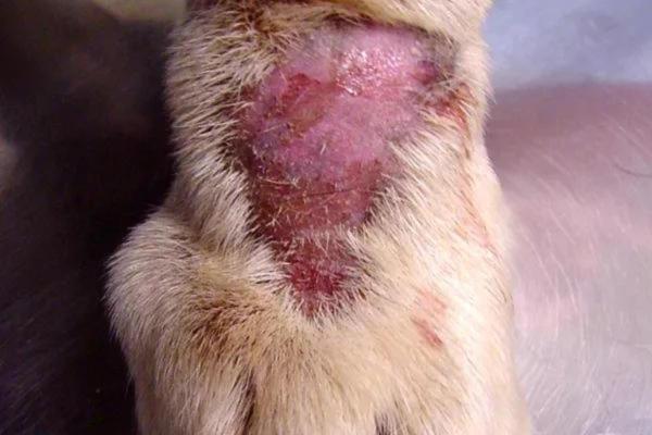Malattie dei cuscinetti del cane - Dermatite da contatto