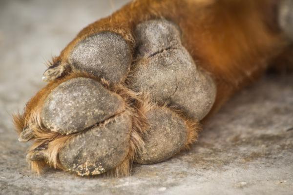 Malattie dei cuscinetti del cane - Ipercheratosi plantare