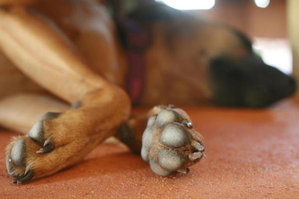 Malattie dei cuscinetti del cane