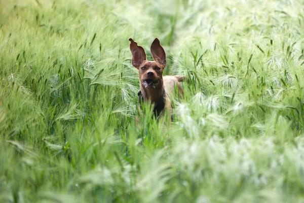 Malattie dei cuscinetti del cane - Spighe