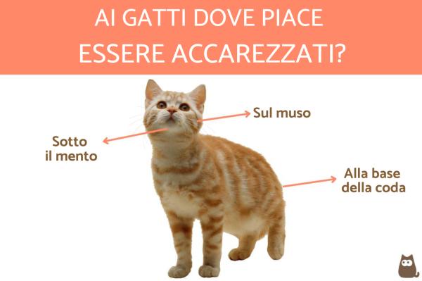 I gatti possono soffrire il solletico? - Ai gatti dove piace essere accarezzati?